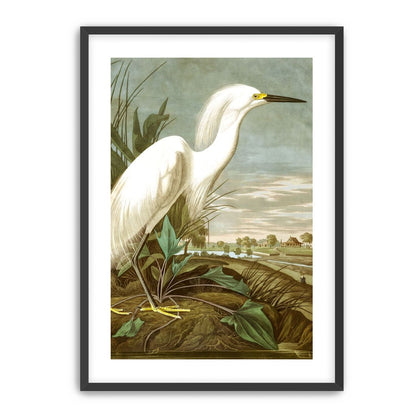 White Egret