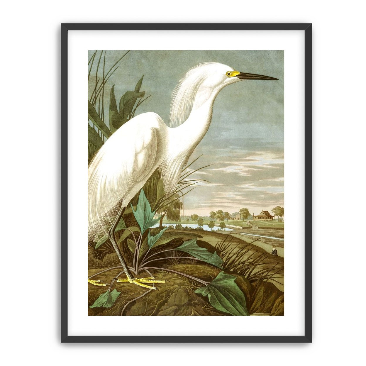 White Egret