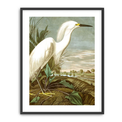 White Egret