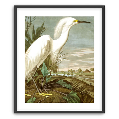 White Egret