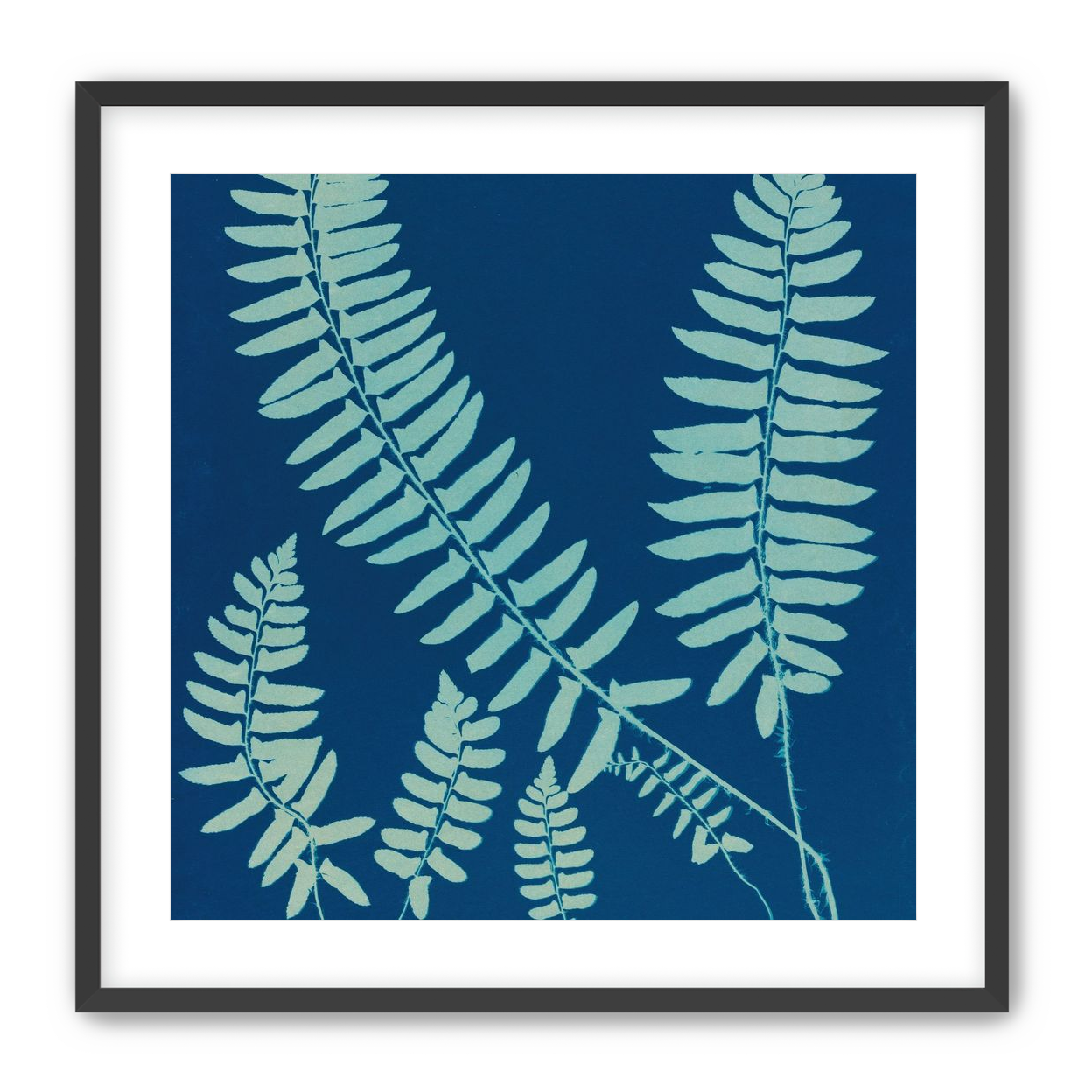 Fern shadows in blue