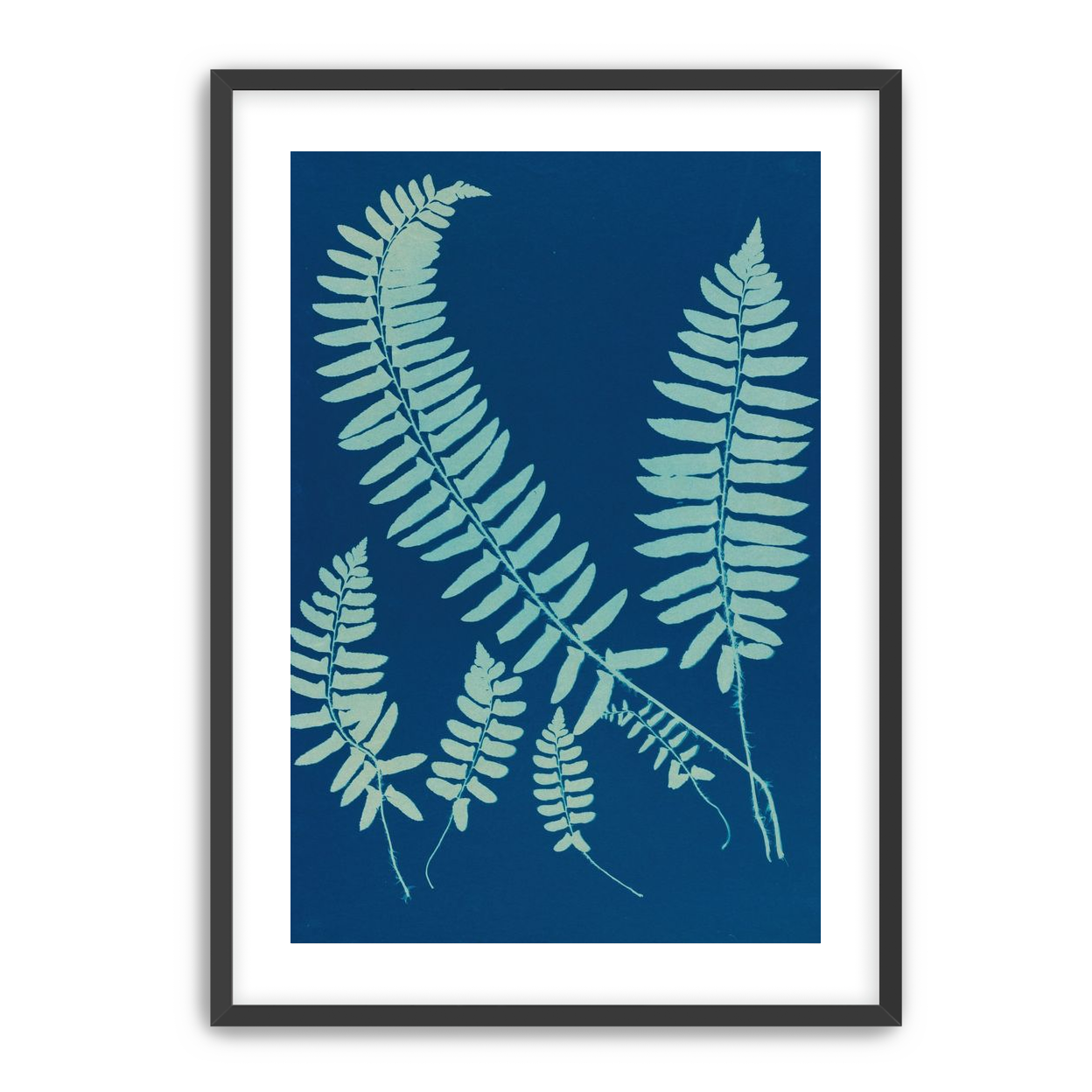 Fern shadows in blue