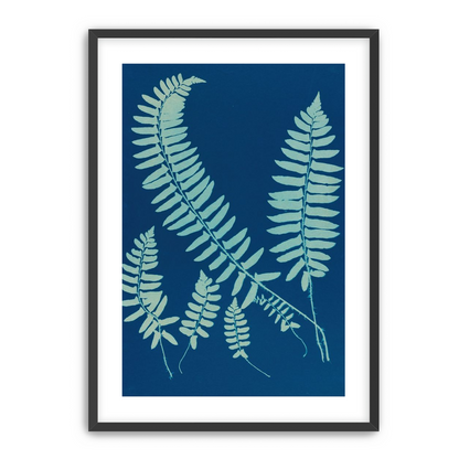 Fern shadows in blue