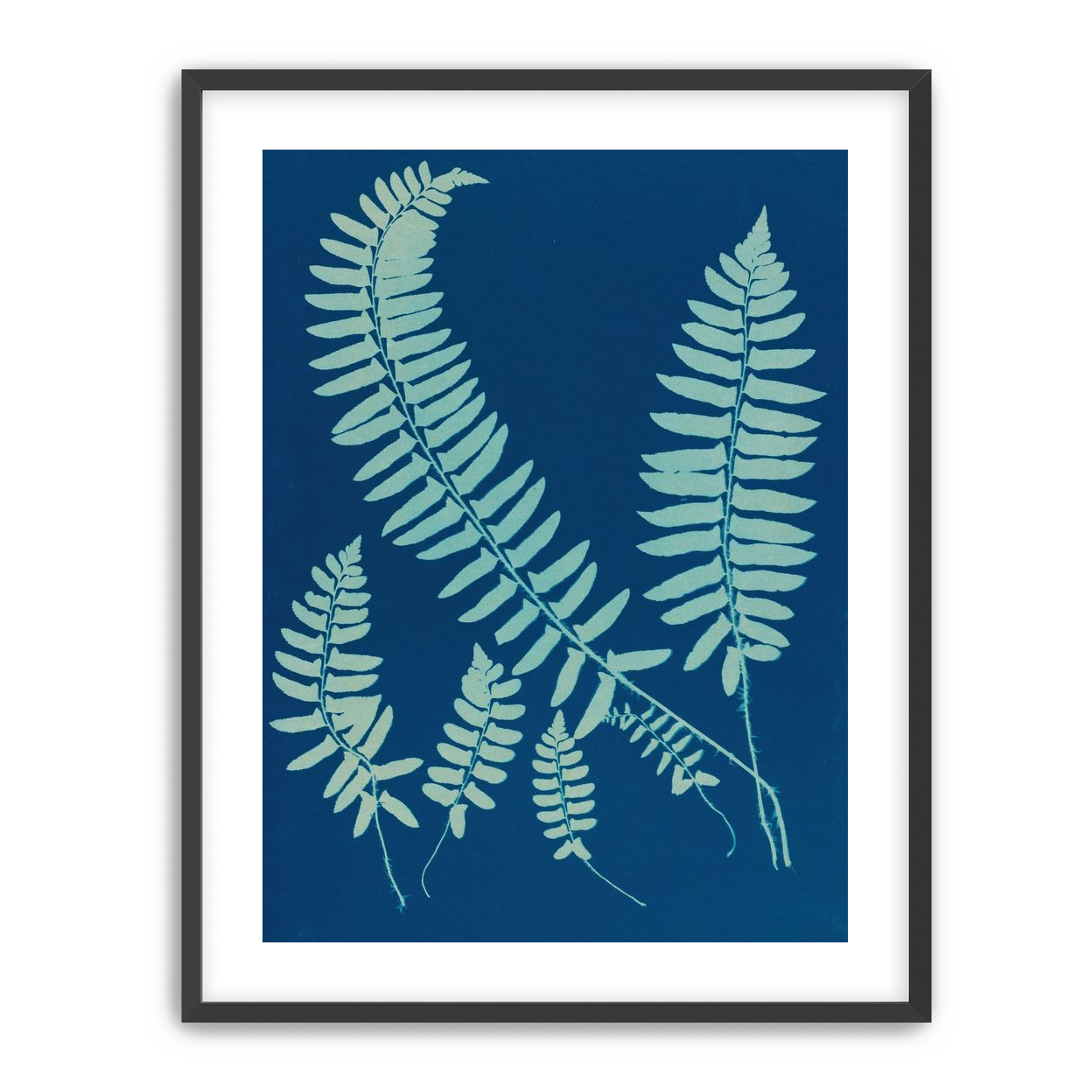 Fern shadows in blue