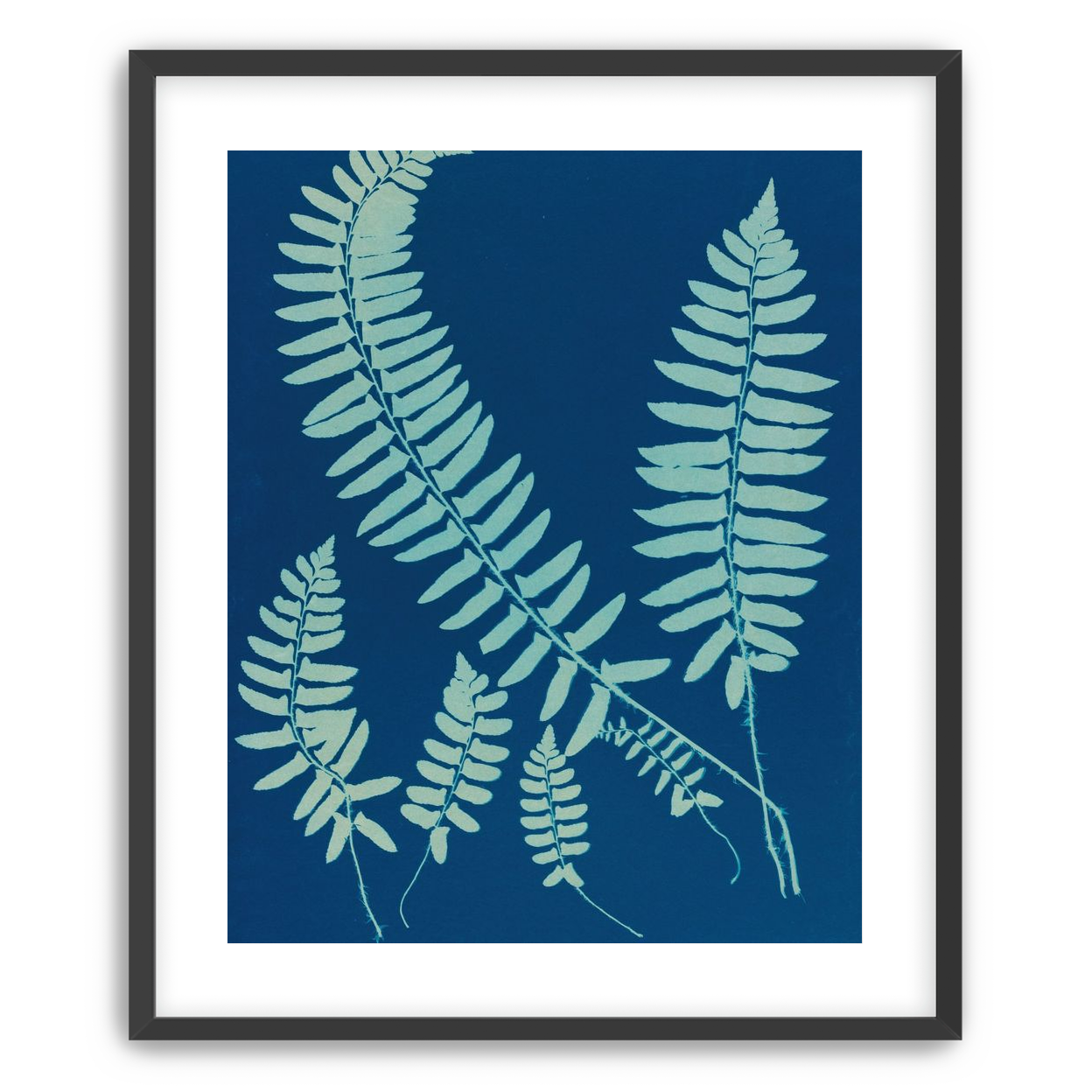 Fern shadows in blue