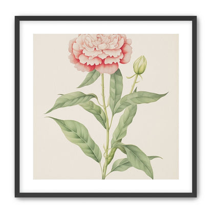 Delicate Blush