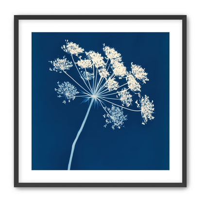 Midnight Bloom