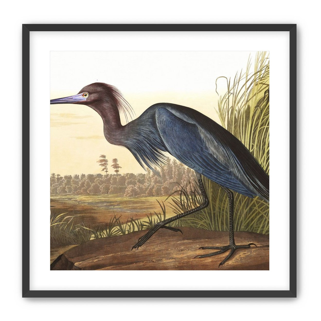 Great Blue Heron