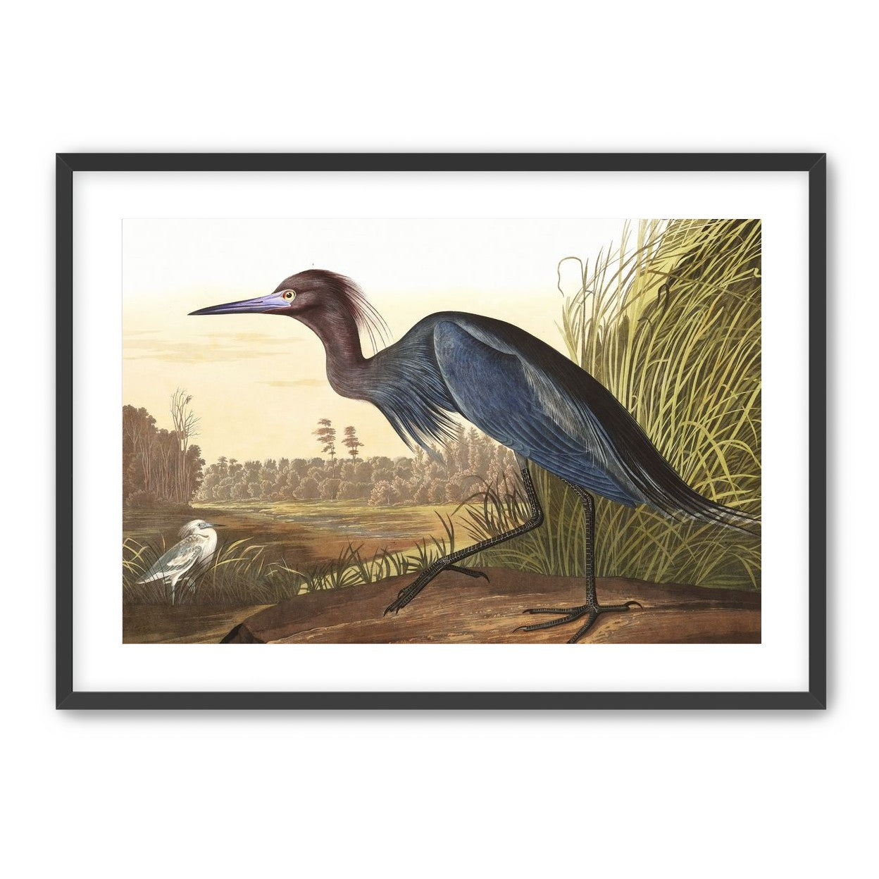 Great Blue Heron