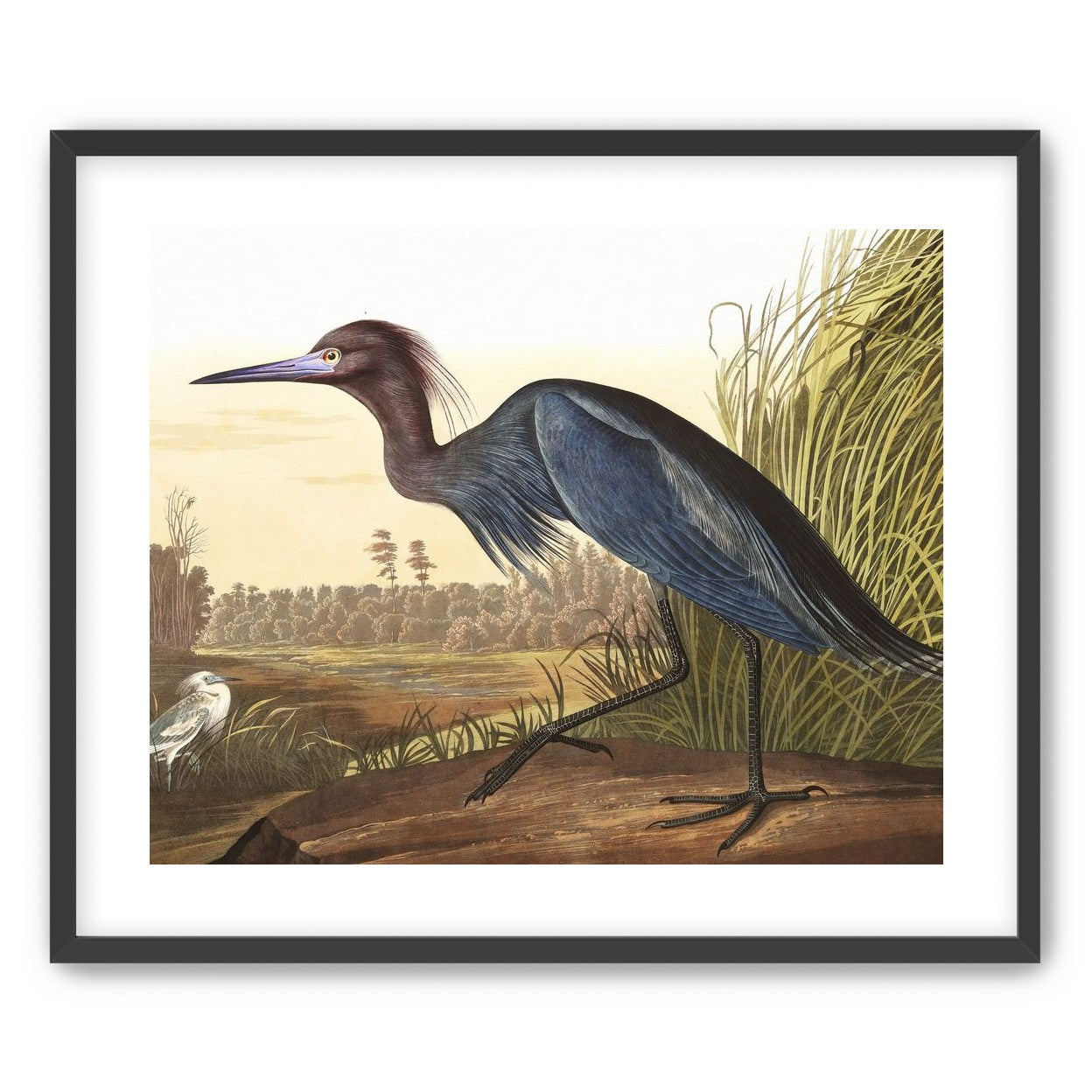 Great Blue Heron