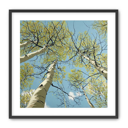 Yellow Leaves Against the Sky