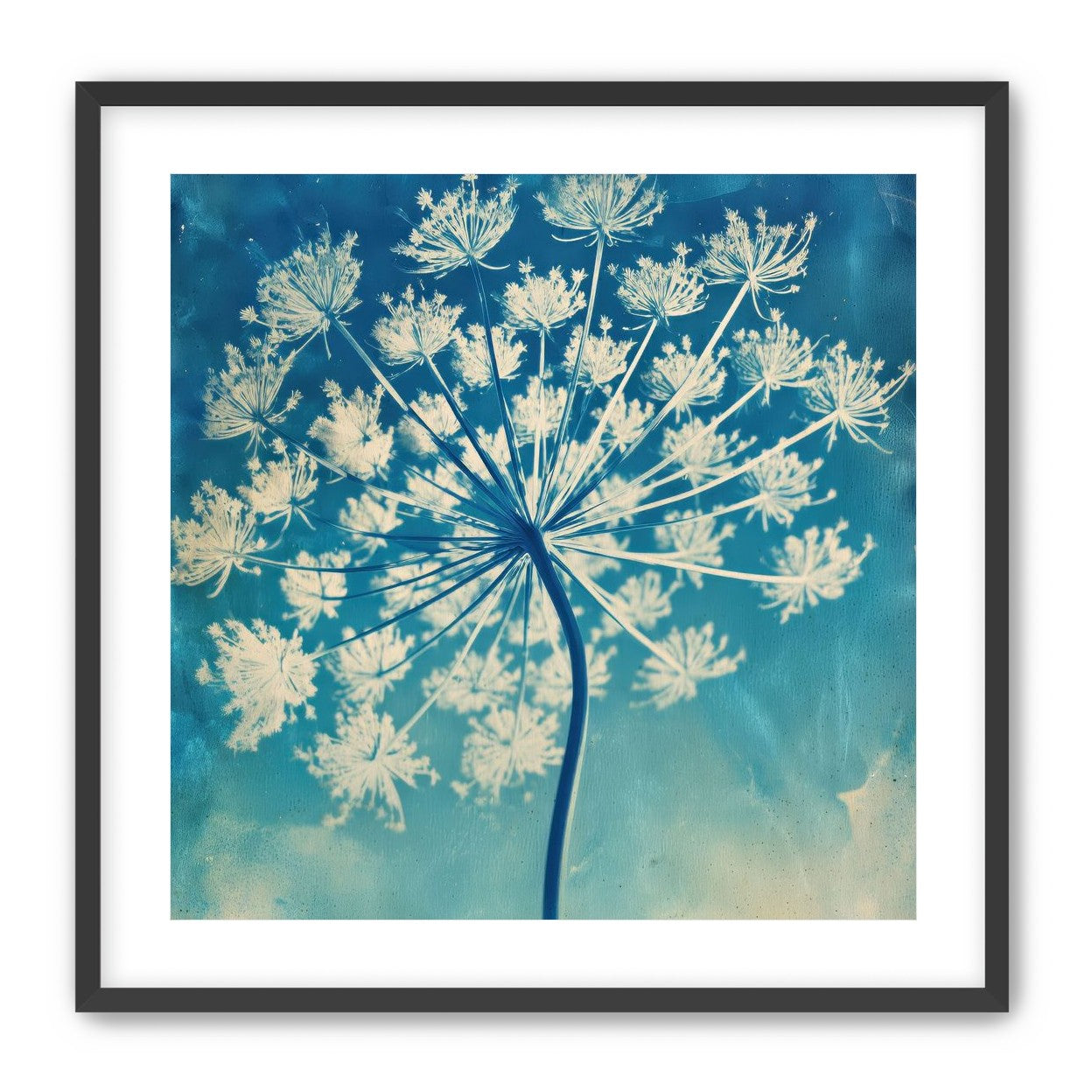 Laceflower Bloom
