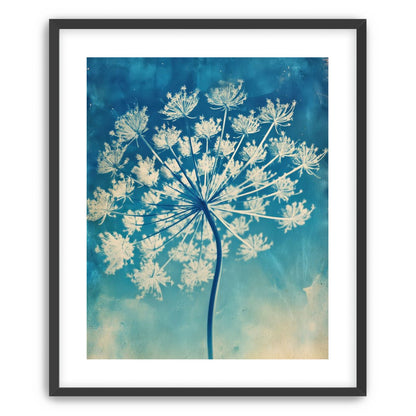 Laceflower Bloom
