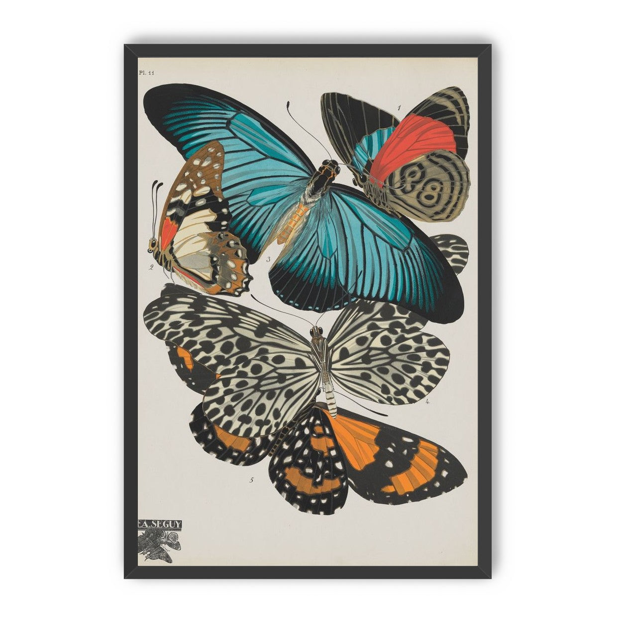 Turquoise wings over orange velvet