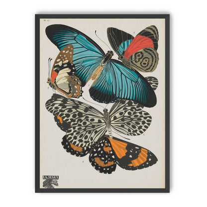 Turquoise wings over orange velvet