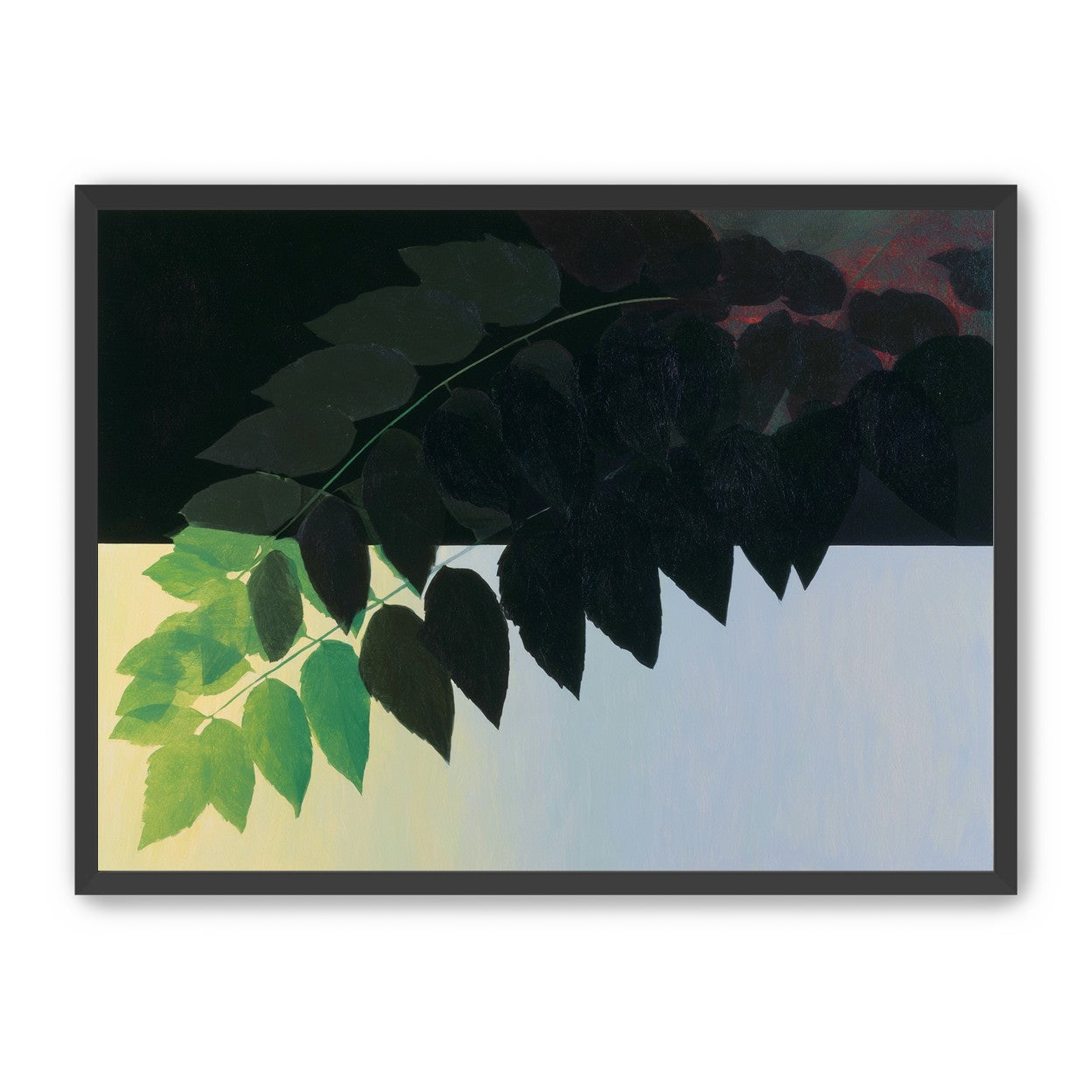 Leaves crossing into shadow