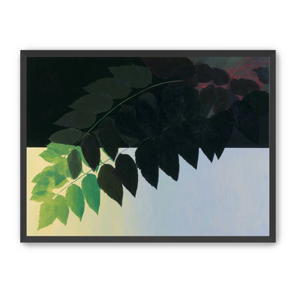 Leaves crossing into shadow