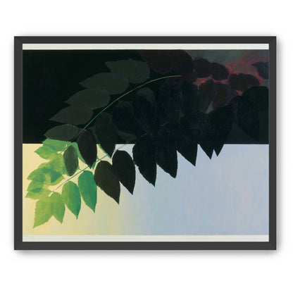 Leaves crossing into shadow
