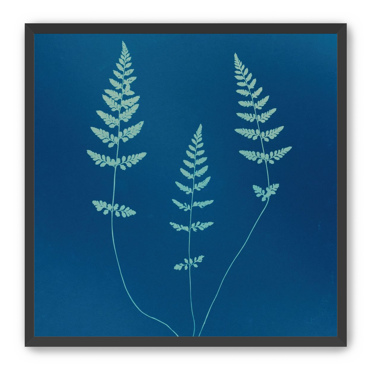 Three ferns in blue