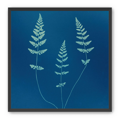 Three ferns in blue