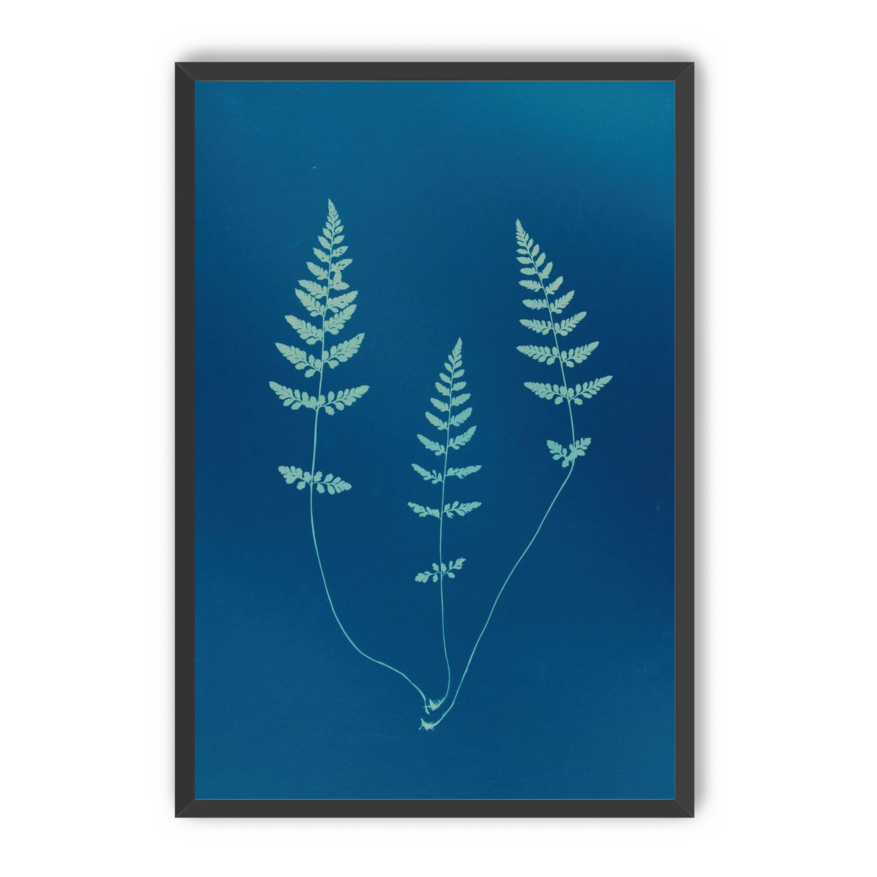 Three ferns in blue