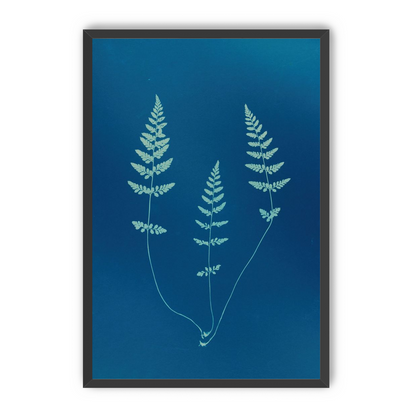 Three ferns in blue