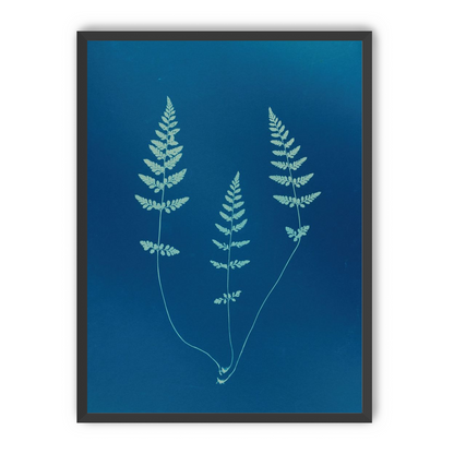 Three ferns in blue