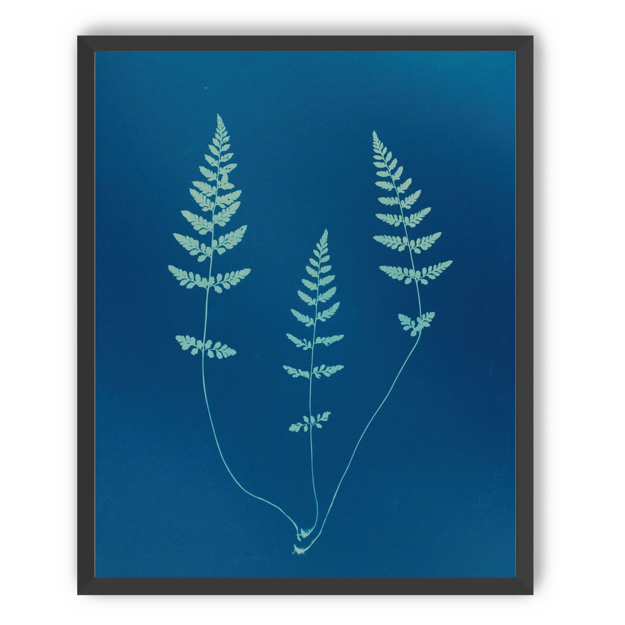 Three ferns in blue