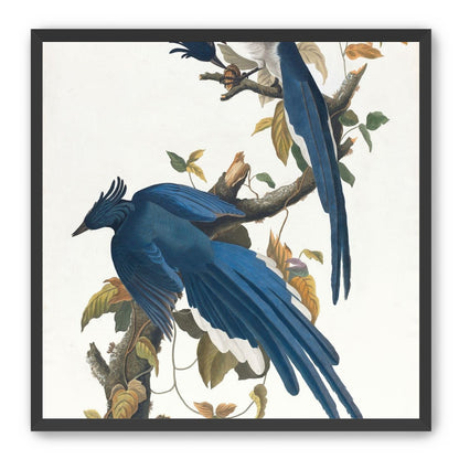 Butterfly under blue beaks