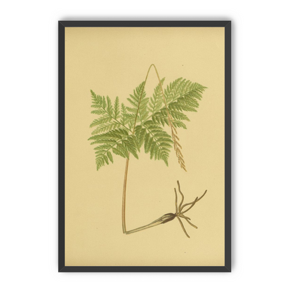Fern fronds above bare roots