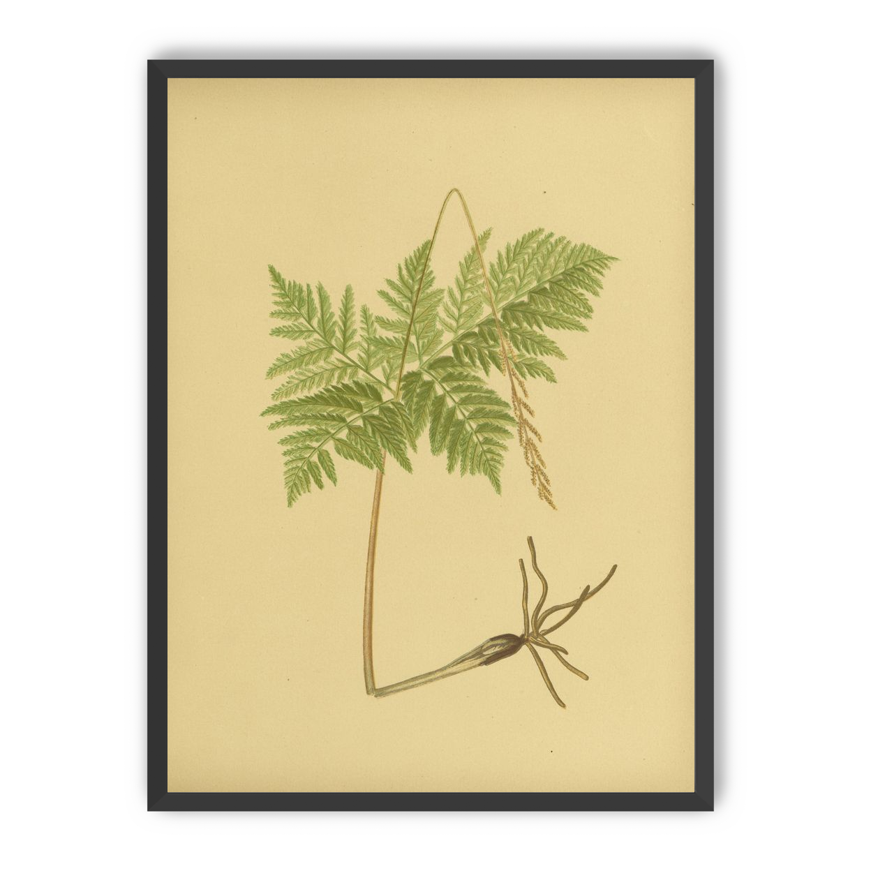 Fern fronds above bare roots