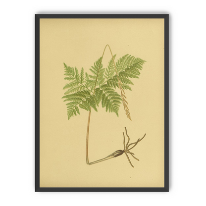 Fern fronds above bare roots