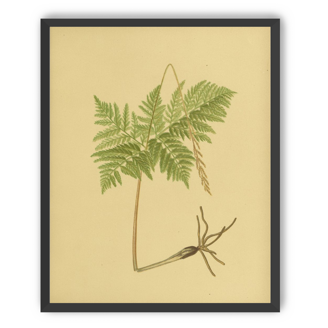 Fern fronds above bare roots
