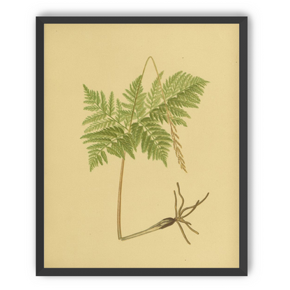 Fern fronds above bare roots