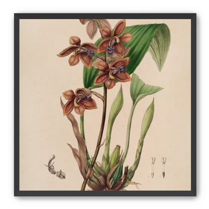 Speckled orchids on pale paper