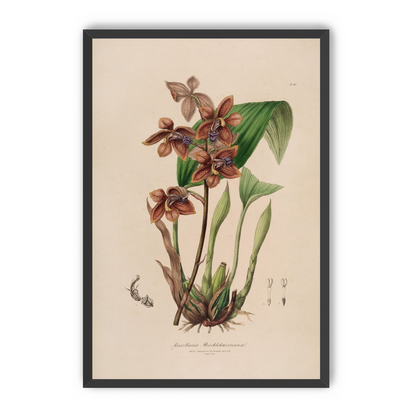 Speckled orchids on pale paper