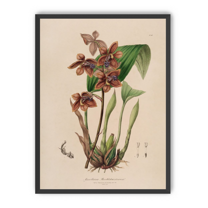 Speckled orchids on pale paper