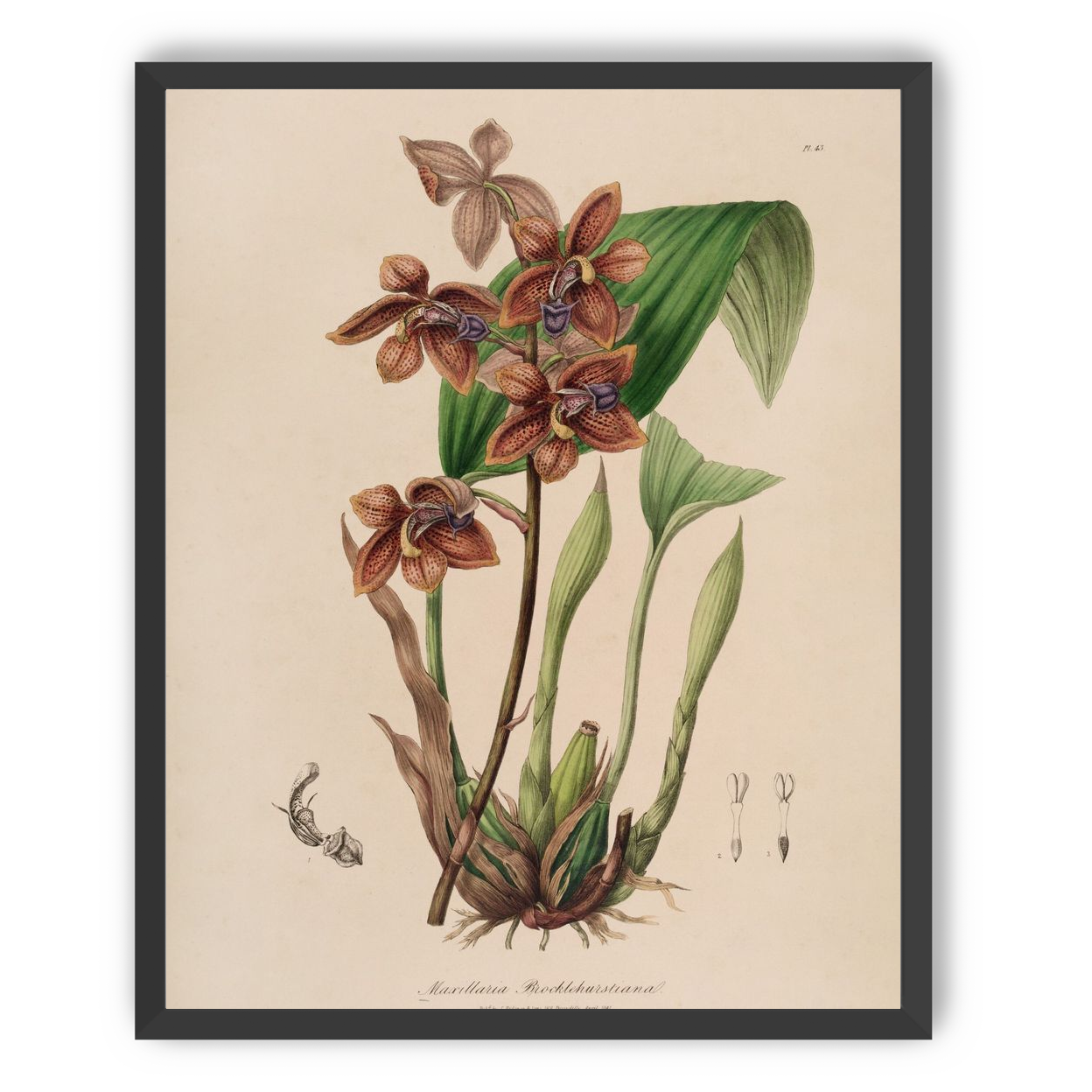 Speckled orchids on pale paper