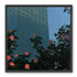 Roses beneath blue towers