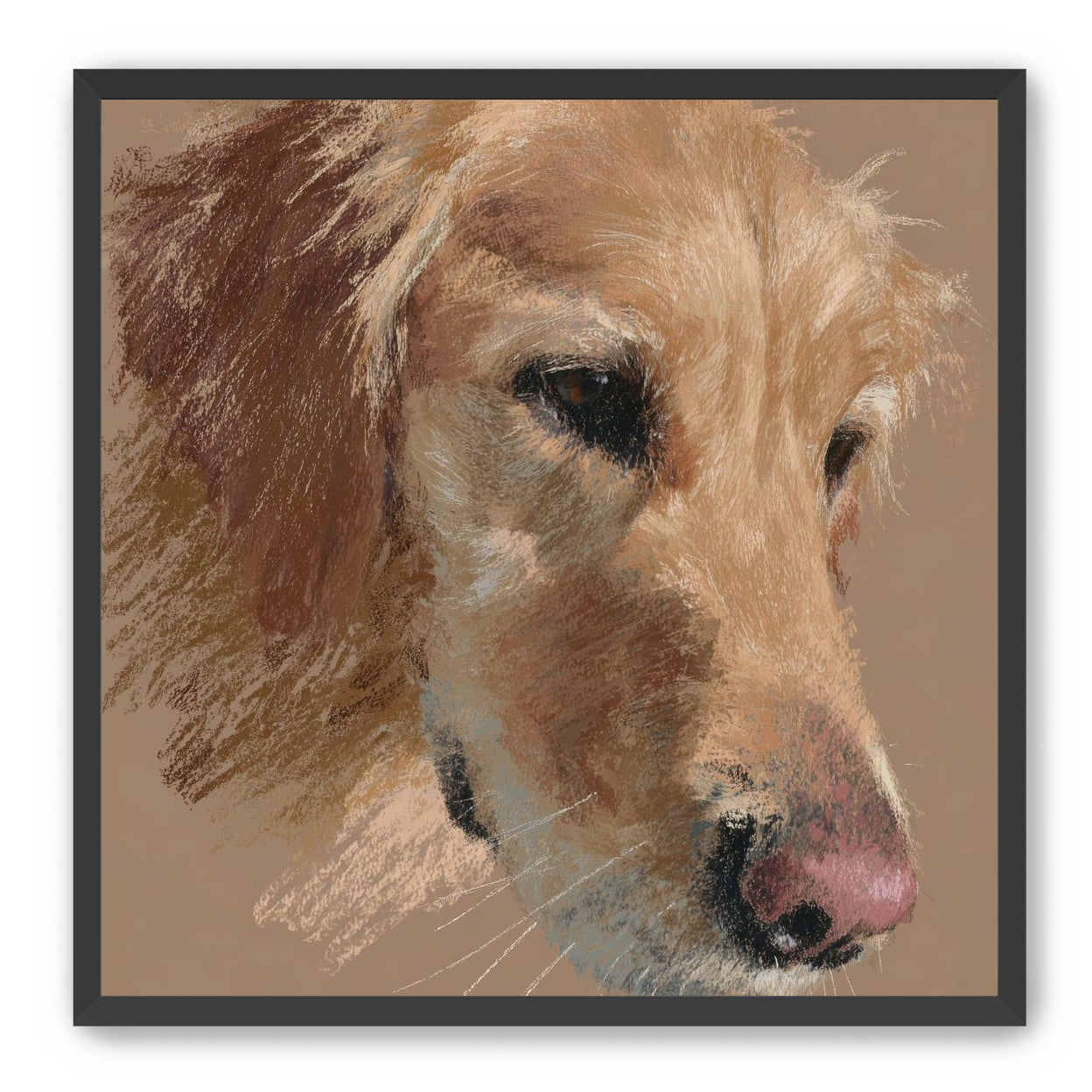 Warm browns on a golden retriever