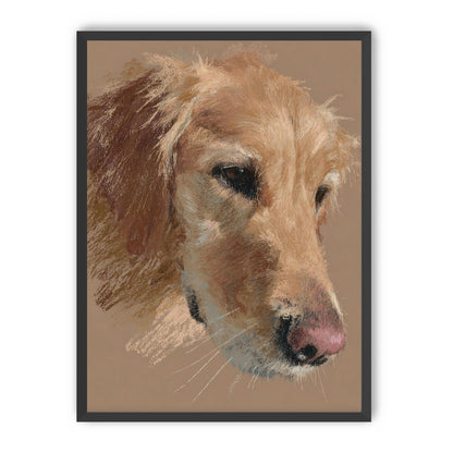 Warm browns on a golden retriever