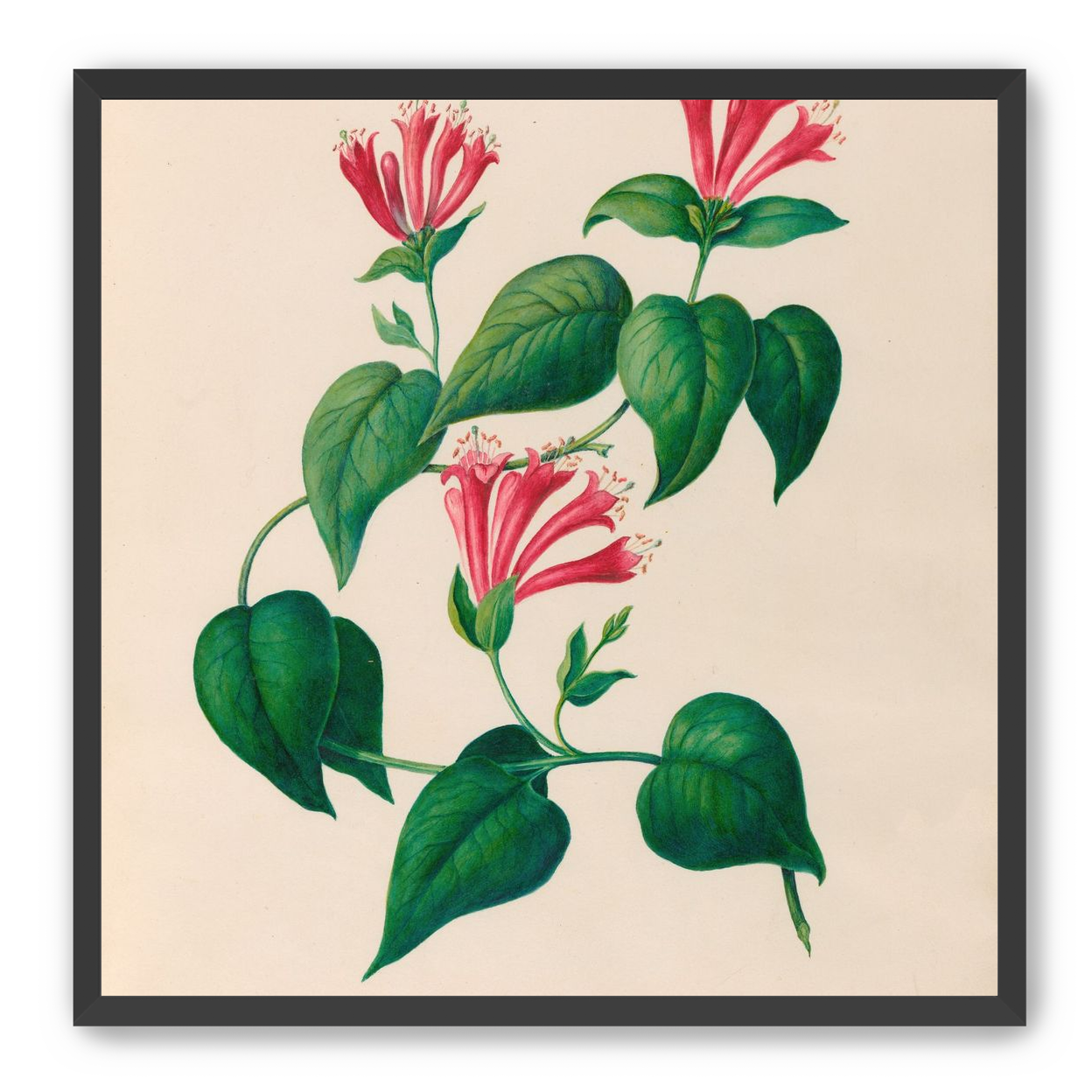Three trumpets on a vine