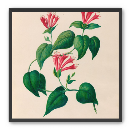 Three trumpets on a vine