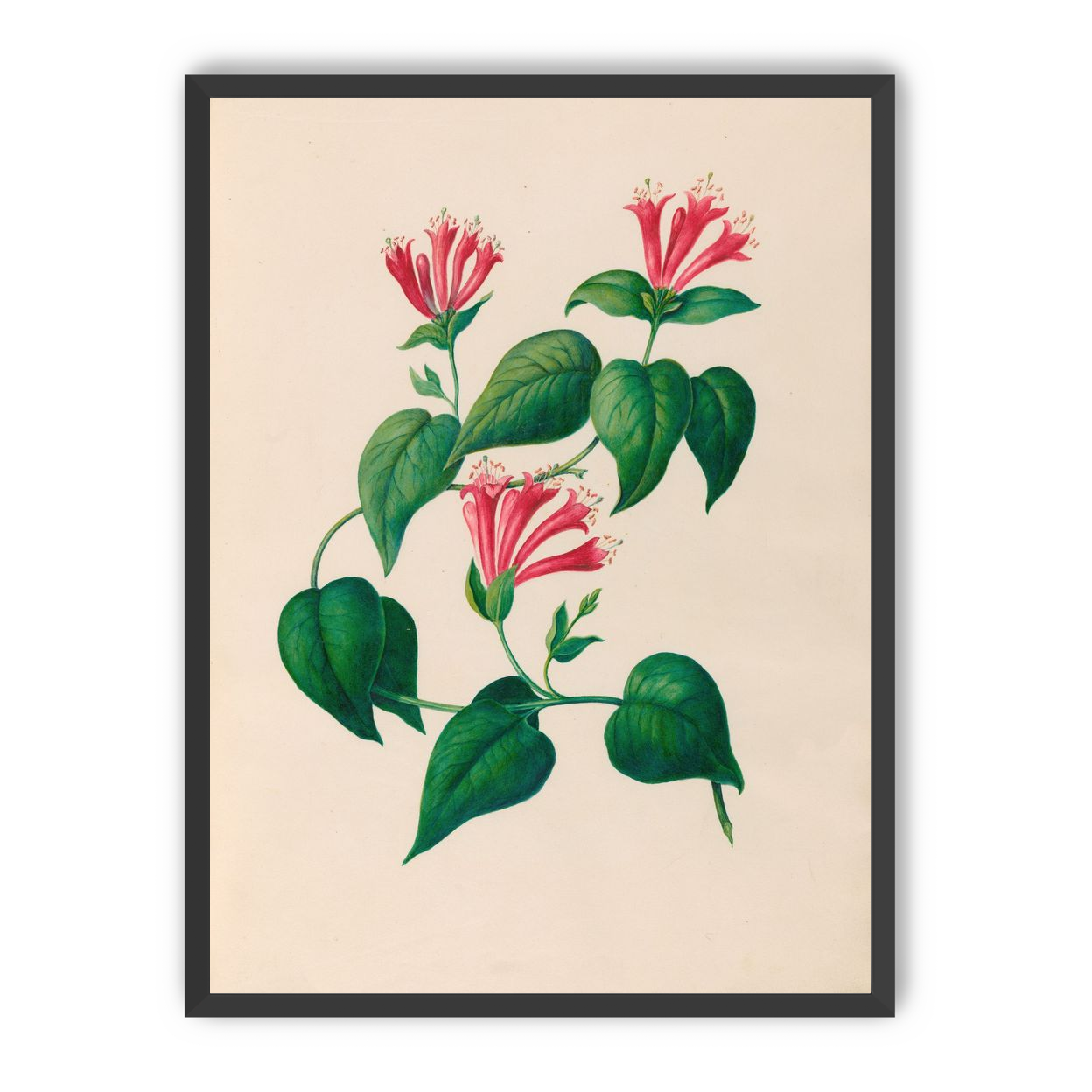 Three trumpets on a vine