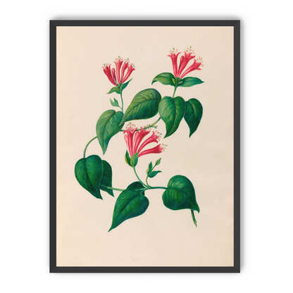 Three trumpets on a vine