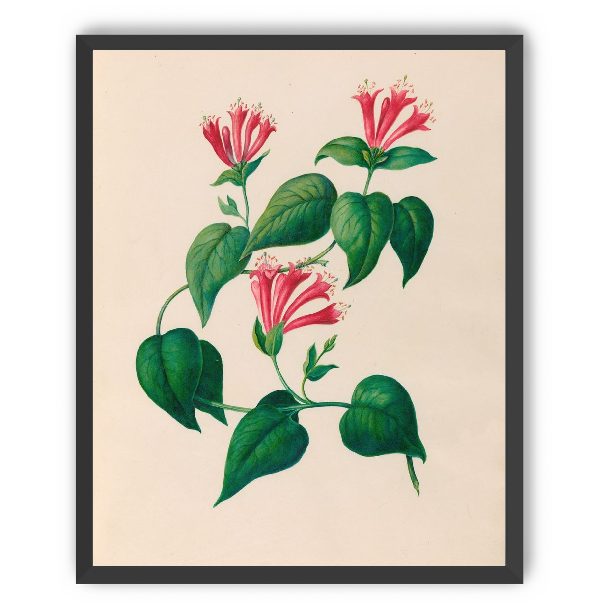 Three trumpets on a vine