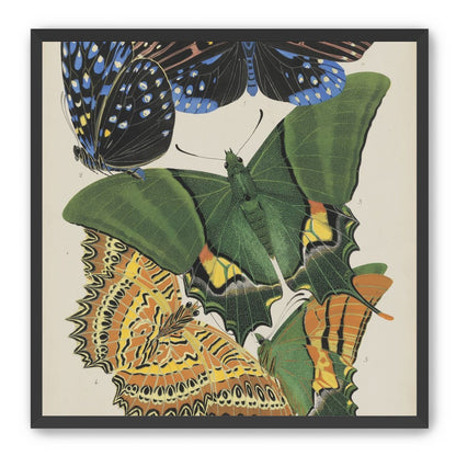 Butterflies on a pale plate