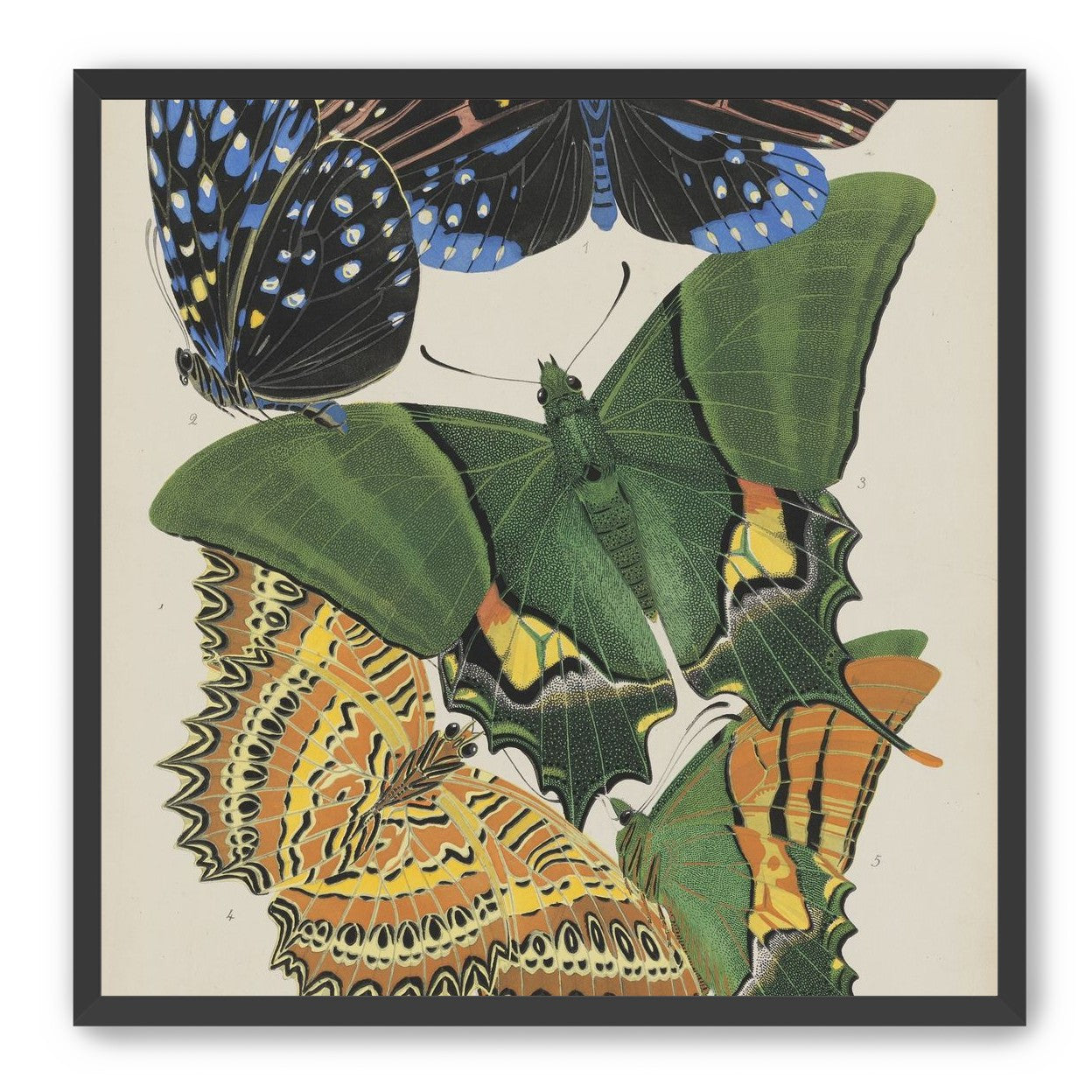 Butterflies on a pale plate