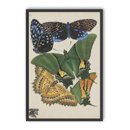 Butterflies on a pale plate