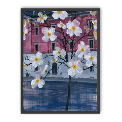 White blossoms over the pink house
